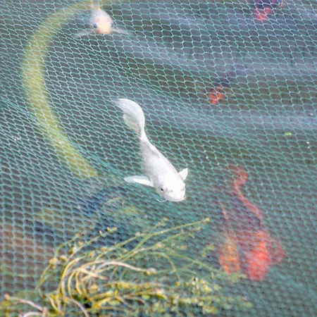 Amazing In - Alke Vida البوفيرا